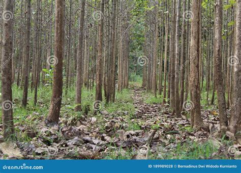 Teak Forest Royalty Free Stock Photography Cartoondealer