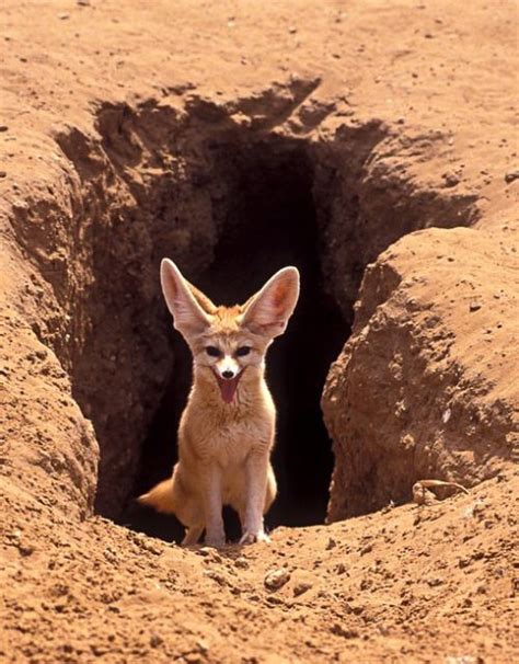 Funkysafari Desert Animals Fennec Fox Fox Habitat