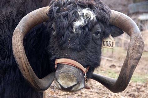 Foxlofty Goals Farming: Yakkity Yak (July 2011)