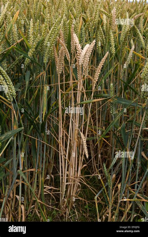 Single Wheat Plant