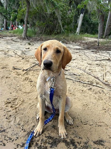 LOST & FOUND PETS OF BEAUFORT COUNTY, NORTH CAROLINA | I am reaching