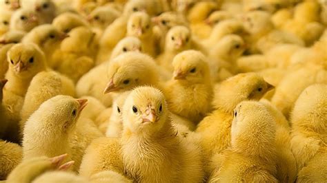 Cute Baby Chicks In A Chicken Barn Youtube