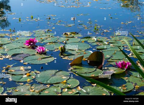 Bright Pink Water Lilies Float In The Pond Stock Photo Alamy