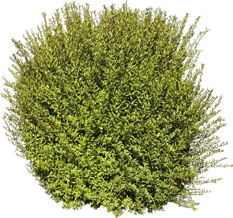 Tree Shrub Plant - bushes png download - 1070*1000 - Free Transparent ...