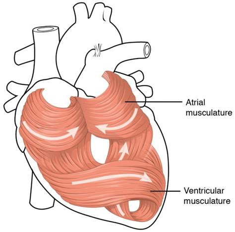 Heart Anatomy Anatomy And Physiology Ii