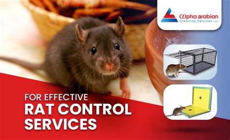 Comparative Study Of Different Types Of Rats In Dubai For Effective Rat