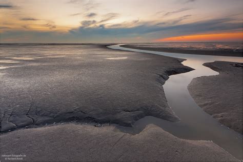 Wattenmeer (Forum für Naturfotografen)