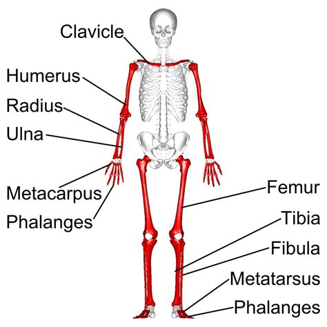 16 Which Of The Following Is Not A Longbone A Femur B Radius C