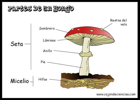 El Mundo De Los Hongos La Amanita Muscaria Hongos Plantillas Para