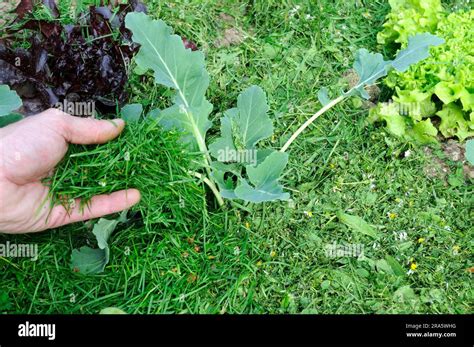 Preparation Of Raised Bed Mulching With Grass Clippings Young Plants