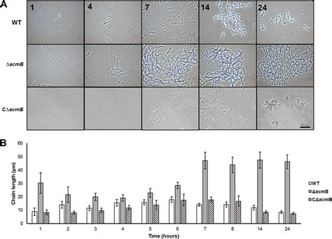 A The Cellular Morphologies Of The Wild Type Wt Mutant Acmb And