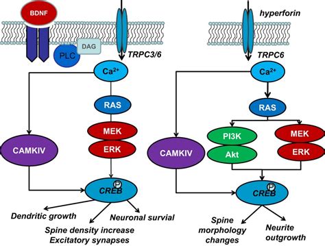 Trpc Channelmediated Neurite Outgrowth In Pc Cells And Hippocampal