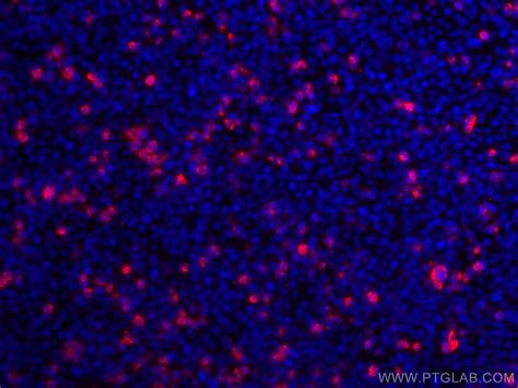 Ha Tag Antibody 81290 1 Rr Proteintech 武汉三鹰生物技术有限公司