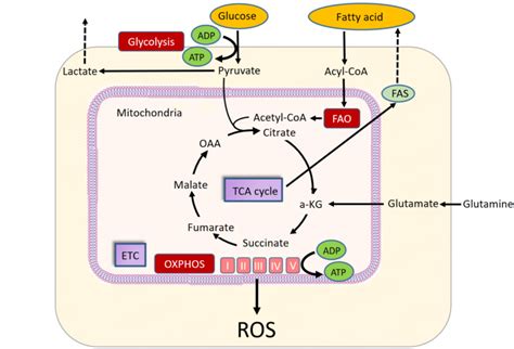 Resistance To Energy Metabolism Targeted Therapy Of AML Cells