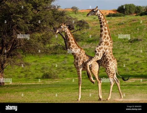 giraffe mating Stock Photo - Alamy