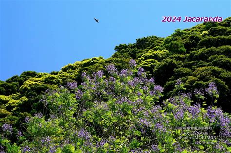 2024年 日南市南郷町 道の駅なんごう などのジャカランダ見学 日々ブログ Morimori ＠宮崎県