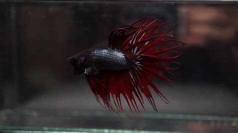 Black Copper Red Devil Double Rays Crowntail Ct Male Betta Fish Youtube