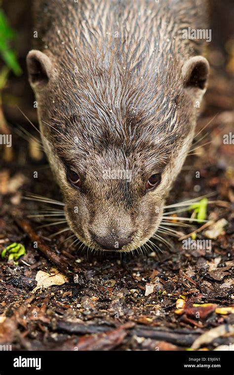 Smooth-coated otter (Lutrogale perspicillata) in mangrove habitat, Singapore Stock Photo - Alamy