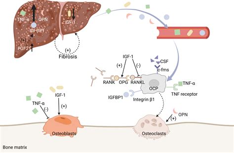 Frontiers Liver Bone Crosstalk In Non Alcoholic Fatty Liver Disease