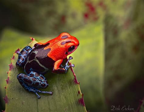 Red Blue Poison Dart Frog By Dirk Ercken Blue Poison Dart Frog Dart