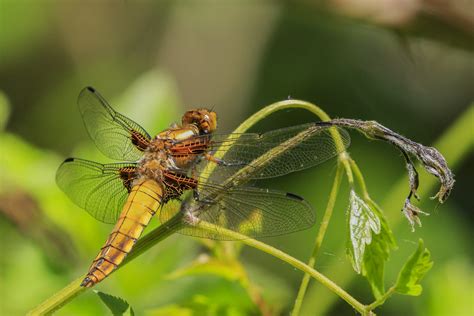 Libellule Déprimée Femelle Libellula Depressa Sylvie Augendre Flickr