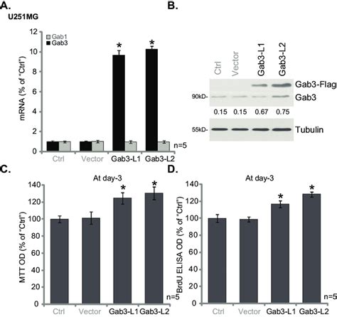 Forced Overexpression Of Gab3 Promotes U251mg Glioma Cell Download