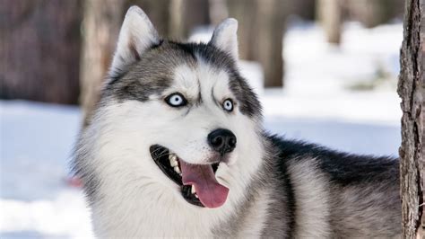 Majestic Siberian Husky Hd Wallpaper