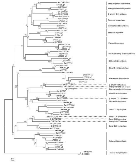 Phylogenetic analysis of potential CYP450 candidates from D ...