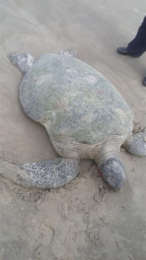 Tartaruga Marinha Encontrada Morta Na Praia Da Avenida Em Macei