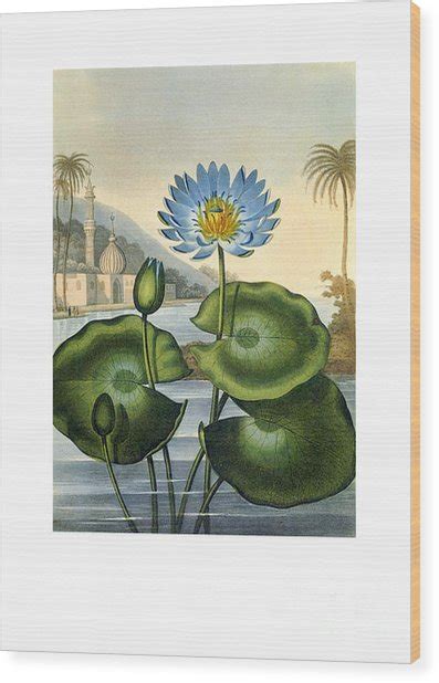 Blue Egyptian Water Lily Circa 1812 Painting By Unknown