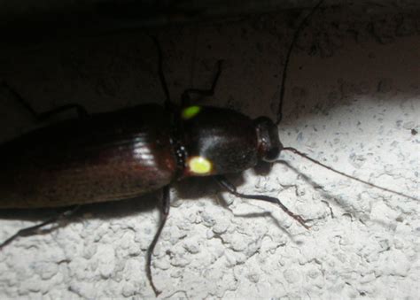 Glowing Click Beetle Whats That Bug