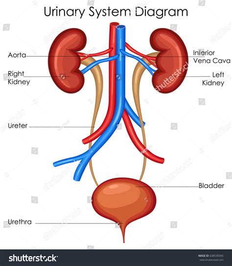 Human Excretory System Diagram Labeled