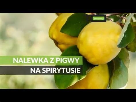 Nalewka Z Pigwy Na Spirytusie Przepis YouTube