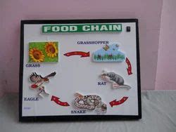 Food Chain Model Project For School Students Science