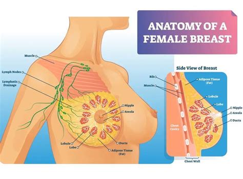 Anatomia Del Seno Femminile Breast Muscle Reflexology Benefits Human