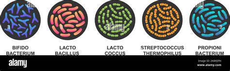 Set Of Probiotics In A Circle Bacteria And Microorganisms