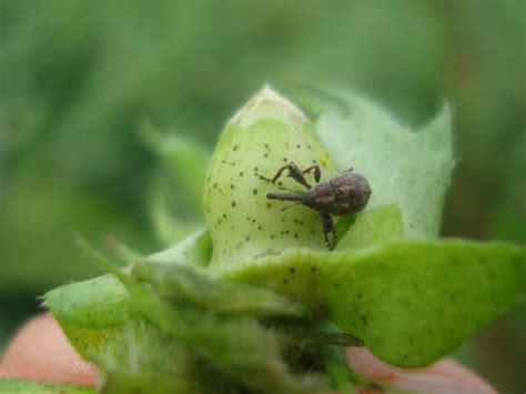 Manejo Adequado Do Bicudo Do Algodoeiro Revista Cultivar