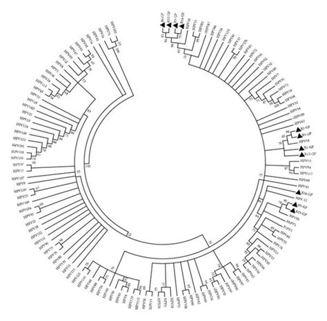 Phylogenetic Analysis Of L Gene Partial Sequences Amplified By A