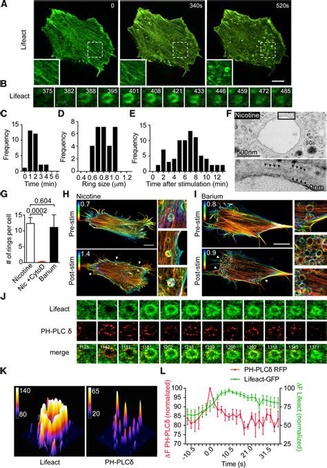 PtdIns 4 5 P 2 Microdomains Precede The Appearance Of Actin Rings A