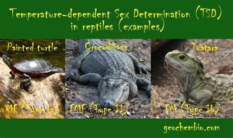 Temperature Dependent Sex Determination Tds In Some Reptiles