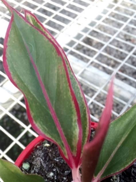 Aglaonema Hybrida Siam Aurora Wholesale Nursery Nurseries In