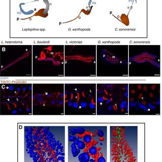 Organization Of Wasp Venom Glands A Overall Organization Of The