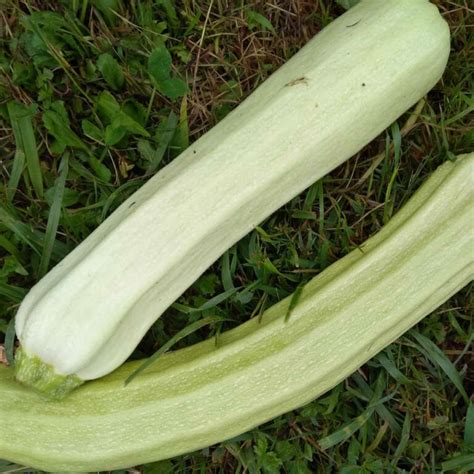 Graines Courgettes Bio La Bo Te Graines