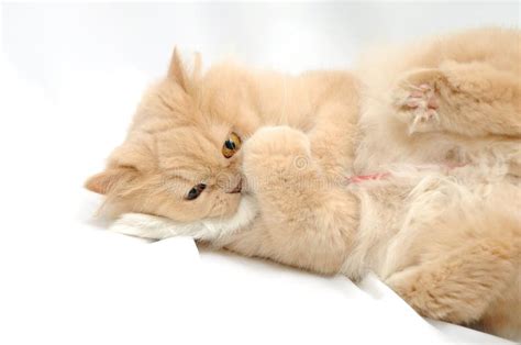 Playing Persian Cat Stock Photo Image Of Animal Comforter 22873838