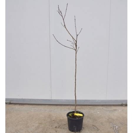 Vendita Albero Di Pesca Tabacchiera Alberi Da Frutto Mondo Piante