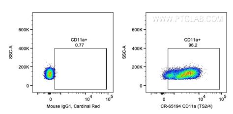 Cd A Antibody Cr Proteintech