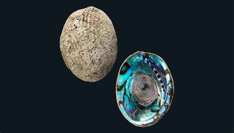 New Zealand Paua Shell Pieces