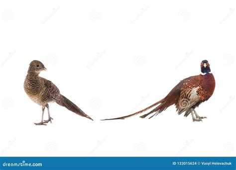 Male and female pheasant stock photo. Image of color - 133015624