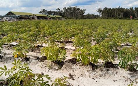 Kementan Pastikan Food Estate Di Kalteng Sudah Berproduksi