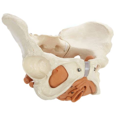 Rudiger Anatomie Female Pelvis Model With Iliac And Pelvic Floor